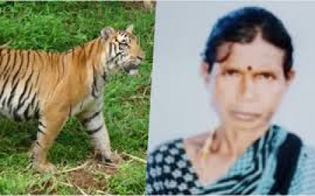 Woman killed in tiger attack in MP; angry villagers assault forest ranger