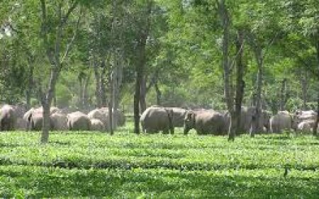 Shrinking Forests Fuel Deadly Elephant Encounters in Assam