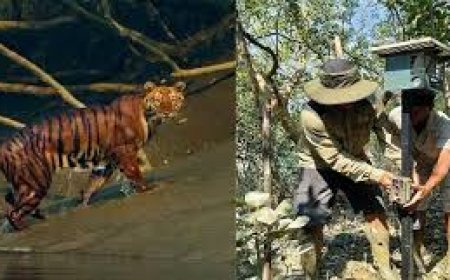 Special teams deployed for safe capture of tiger 