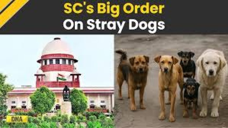 SC allows euthanasia for rabid, dangerous stray dogs