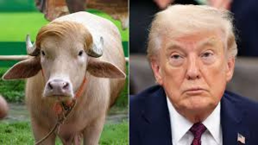 Bangladesh govt saves 'Donald Trump' from Eid sacrifice
