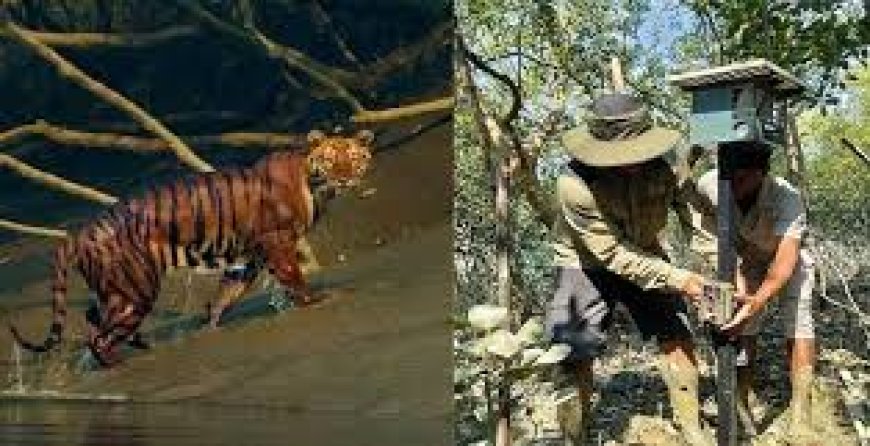 Special teams deployed for safe capture of tiger 
