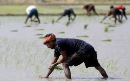 Assam Meghalaya Border Peace Deal Revives Farming