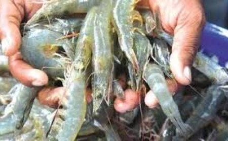 Prakasam prawn farmers call for ‘Maha Dharna’ over feed price hike