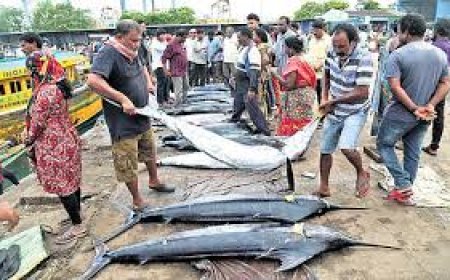 Marine fishing ban ends in Andhra Pradesh, but high fuel costs keep major chunk of fleet anchored.jpg
