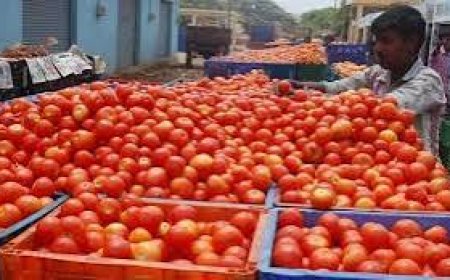 Tomato price crash in Andhra leaves Rayalaseema farmers staring at heavy losses
