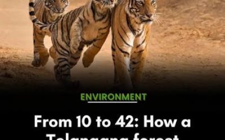 Tiger population rises in Telangana’s Amrabad reserve