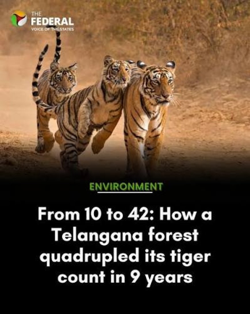 Tiger population rises in Telangana’s Amrabad reserve