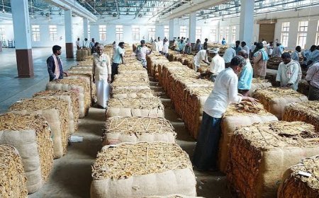 Tobacco ryots in Andhra Pradesh's Prakasam district struggle with prices, rejections