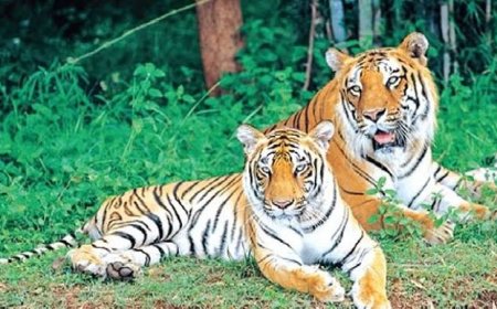Andhra Pradesh awaits Centre’s approval for translocation of four tigresses to NSTR