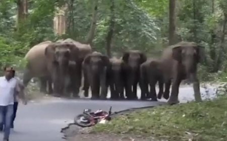 Elephant herd destroys crops, sparks panic across Vizianagaram villages