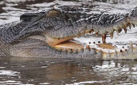 Israel digs crocodile trenches at prison holding Palestinians