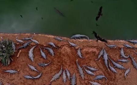 Israel digs crocodile trenches at prison holding Palestinians