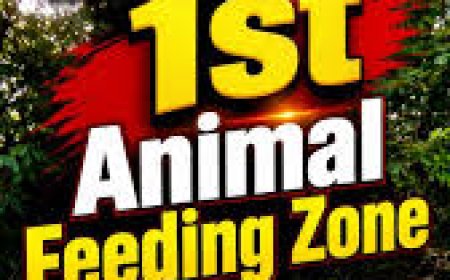 Designated feeding zones for stray dogs introduced in Visakhapatnam