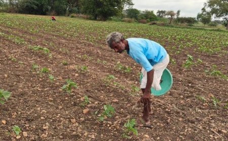 Andhra urges Krishna Delta farmers to skip paddy as monsoon deficit hits 51%