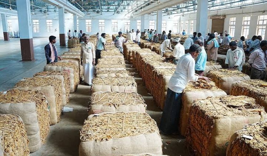 Tobacco ryots in Andhra Pradesh's Prakasam district struggle with prices, rejections