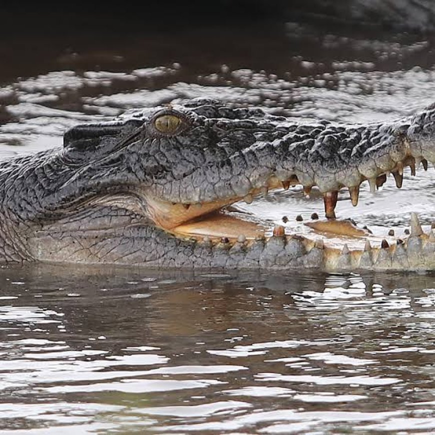 Israel digs crocodile trenches at prison holding Palestinians