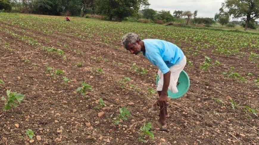 Andhra urges Krishna Delta farmers to skip paddy as monsoon deficit hits 51%
