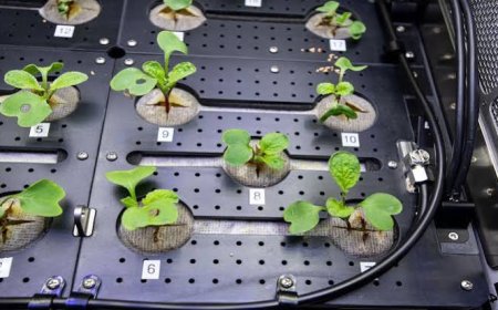 International Space Station Shares Details Of New Plants Sprouting In Space