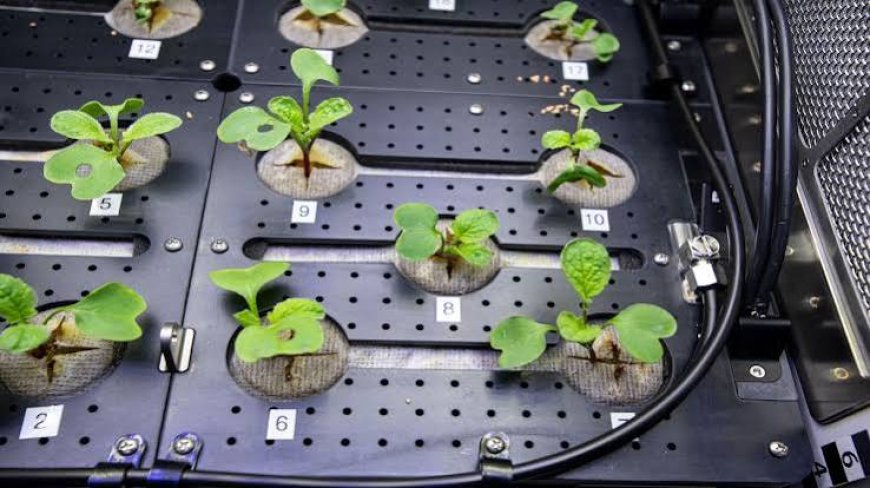 International Space Station Shares Details Of New Plants Sprouting In Space